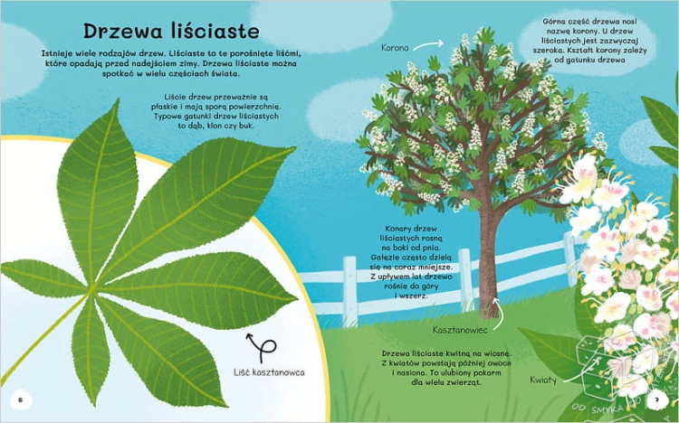 Czemu sosna ma igły? Wiem wszystko o drzewach
