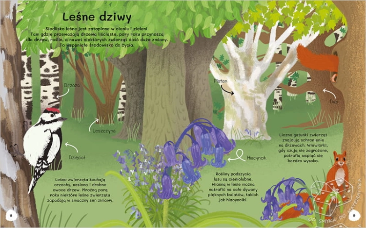 Czemu sosna ma igły? Wiem wszystko o drzewach