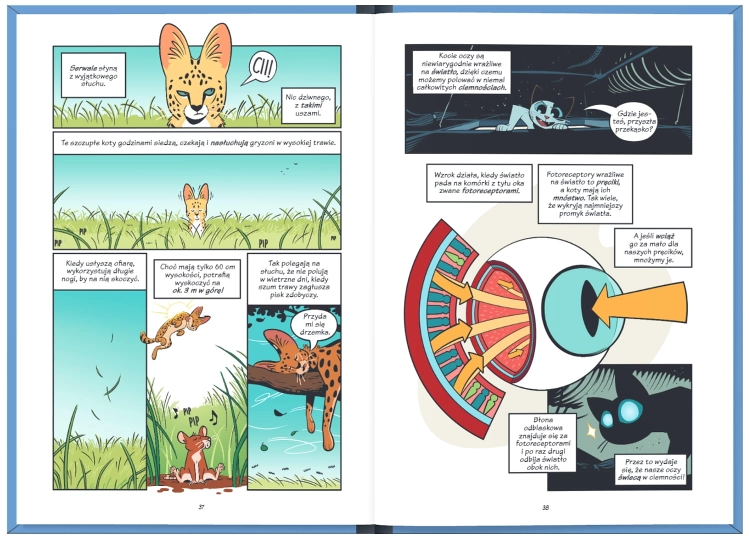 Koty – natura i wychowanie. NAUKOMIKS